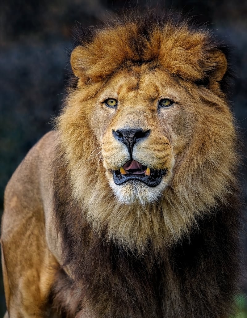 African Lion Safari
